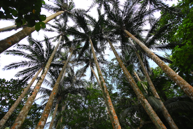 “世界で最も美しいヤシ”の圧倒的な存在感…石垣島「ヤエヤマヤシ群落」