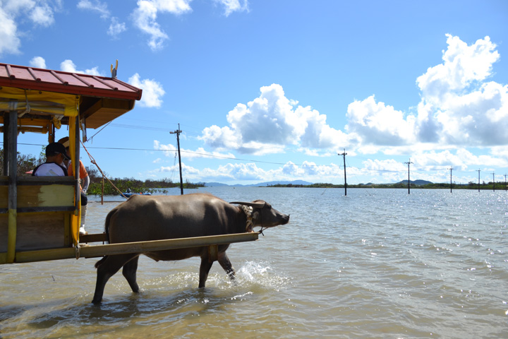水牛車でのんびり沖縄を楽しもう！ 水牛車体験スポットおすすめ4選